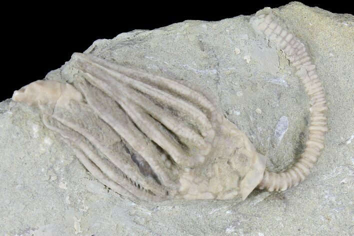 Crinoid (Macrocrinus) Fossil - Crawfordsville, Indiana #99913